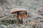 schubbige fopzwam (laccaria proxima) 8521